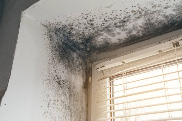 Affordable Mold Removal solutions in Rockwood, TN