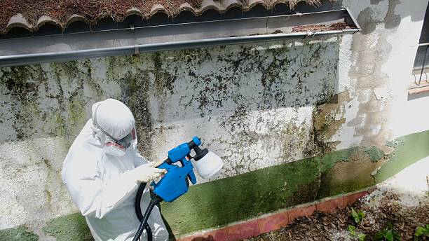 Top rated local Mold Removal specialists in Rockwood, TN